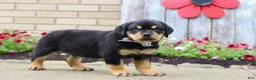 Rottweiler dogs for sale: Duke - Ad 5