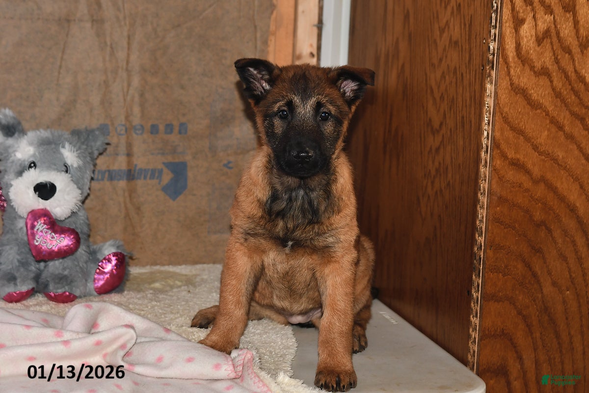 Belgian Malinois dogs Belle - Ad 17