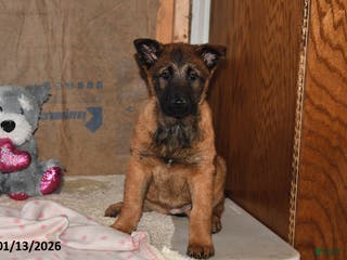 Belgian Malinois dogs Belle - Ad 5