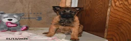 Belgian Malinois dogs for sale: Belle - Ad 1