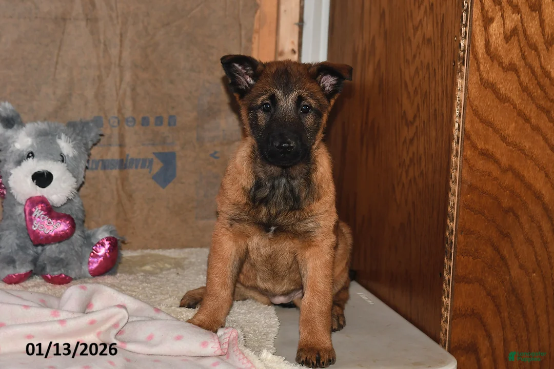 Belgian Malinois dogs for sale: Belle - Ad 1