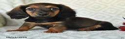 Miniature Dachshund dogs for sale: Dolly - Ad 2