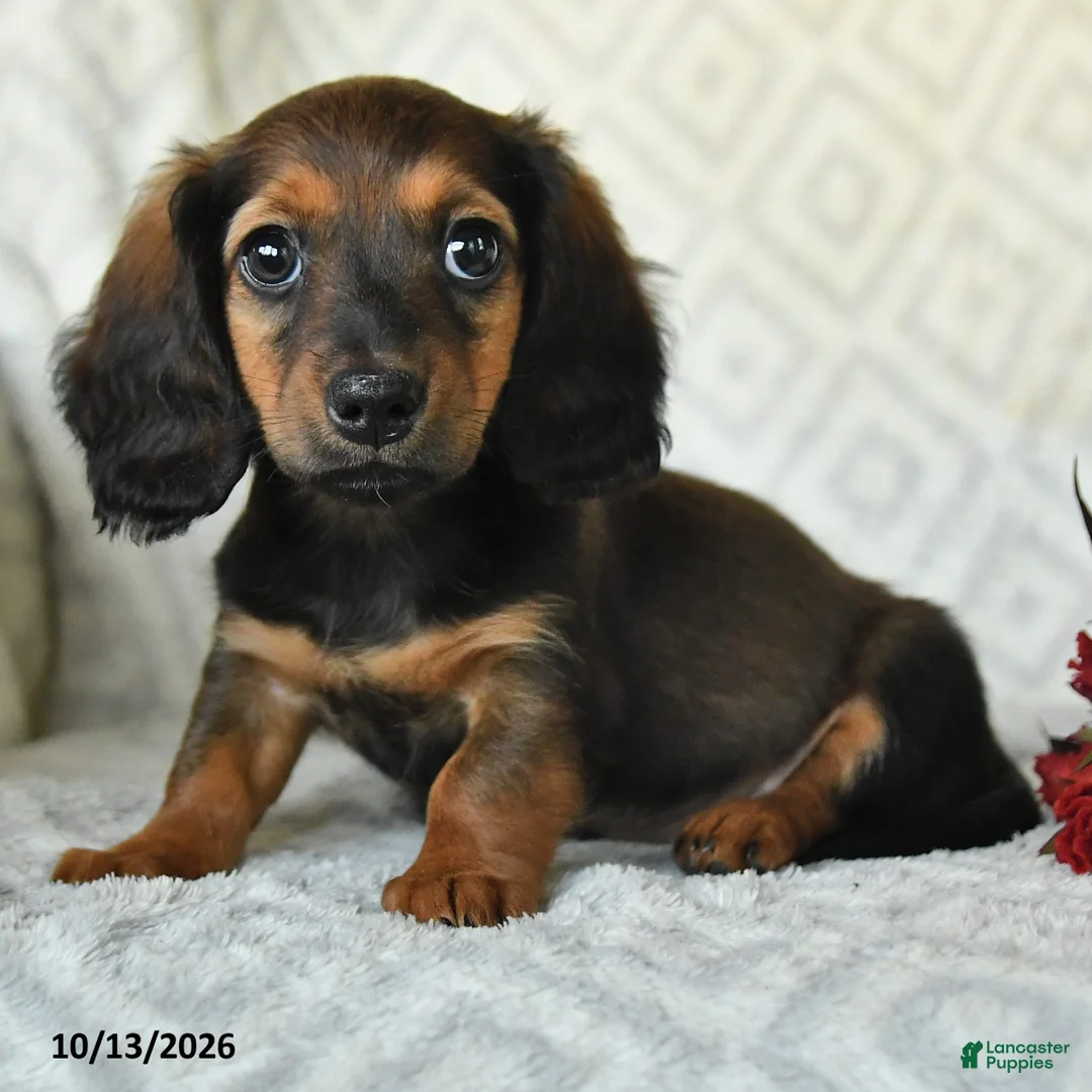Miniature Dachshund dogs for sale: Dolly - Ad 2