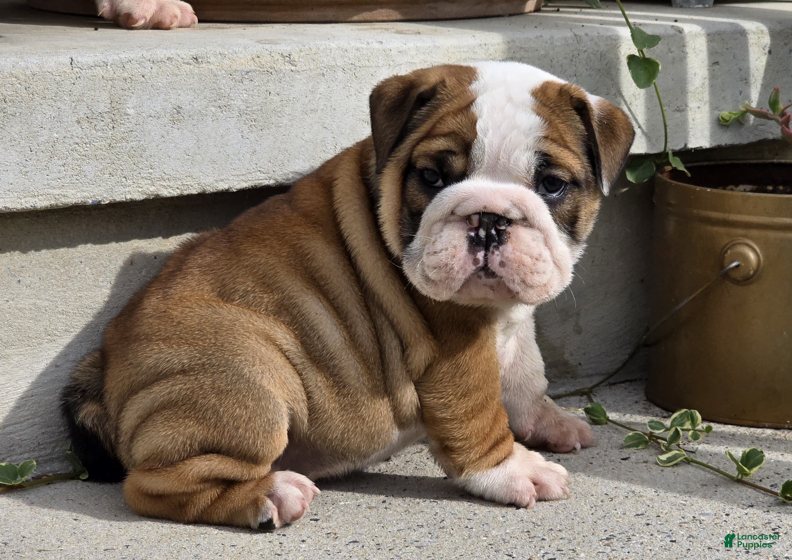 English Bulldog dogs Monroe - Ad 2