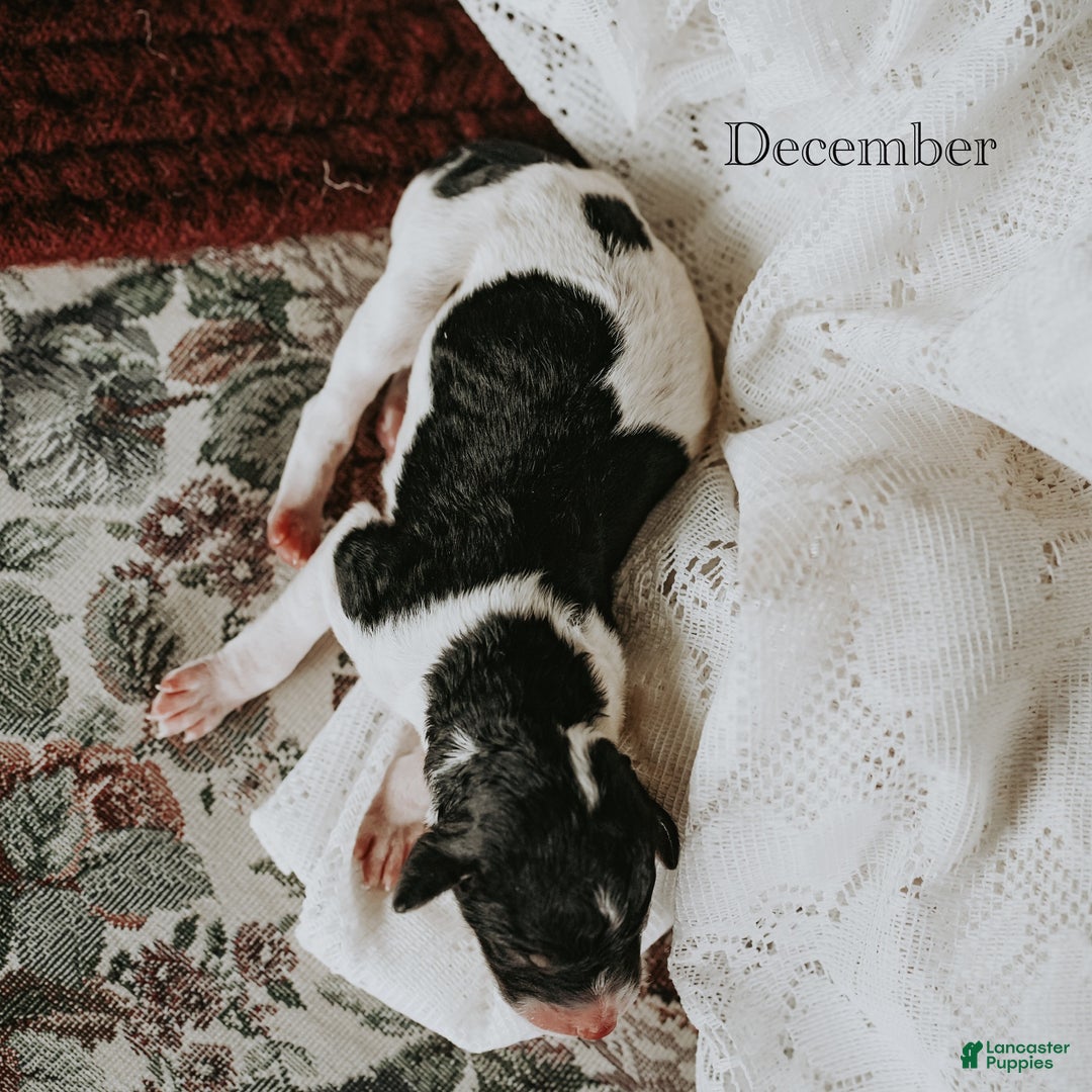 Standard Poodle dogs for sale: December - Ad 4