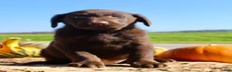 Labrador Retriever dogs for sale: Tucker  - Ad 5