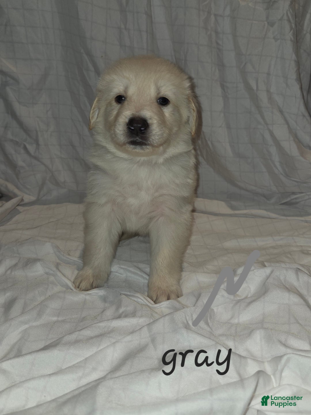 Mixed Breed dogs for sale: Golden shepherd yellow - Ad 3