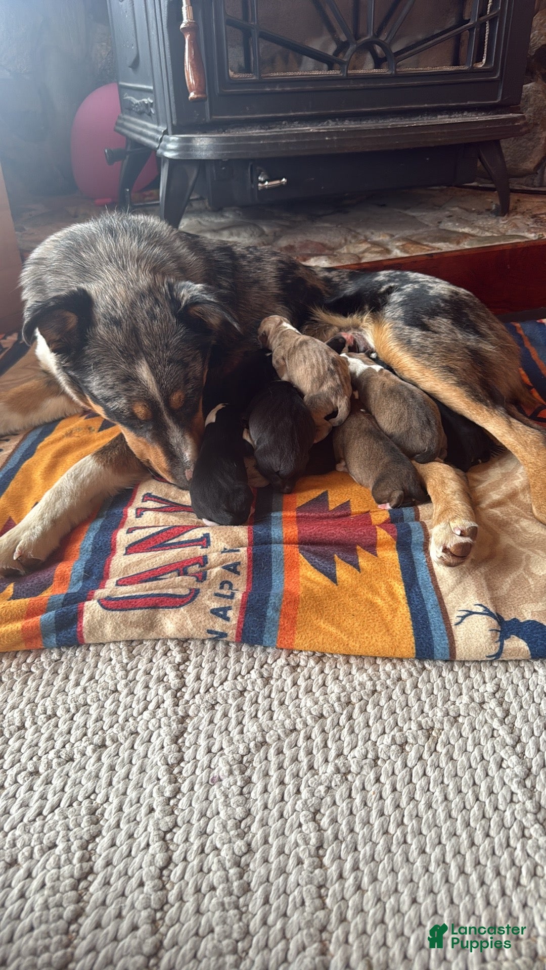 Mixed Breed dogs for sale: Mixed Breed Puppy 7 - Ad 2