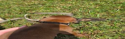 Other breed dogs for sale: Bavarian Mountain Scent Hound Black Male Puppy - Ad 2