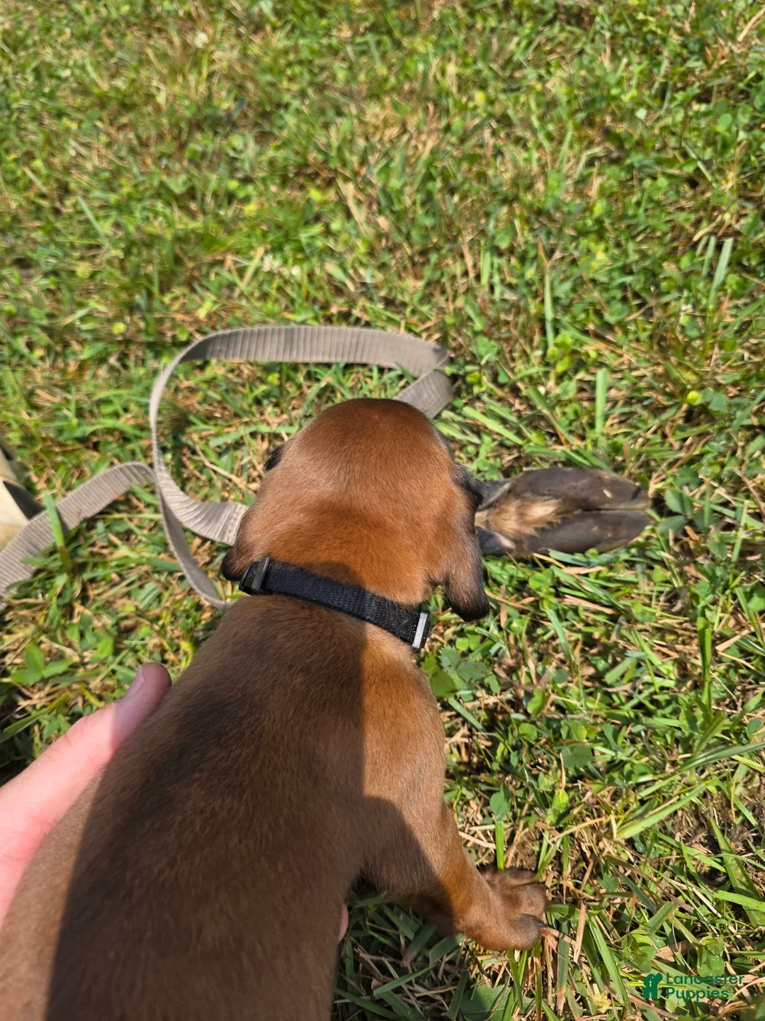 Other breed dogs for sale: Bavarian Mountain Scent Hound Black Male Puppy - Ad 2