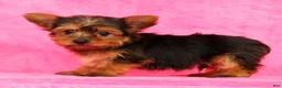 Yorkshire Terrier dogs for sale: Buddy - Ad 5