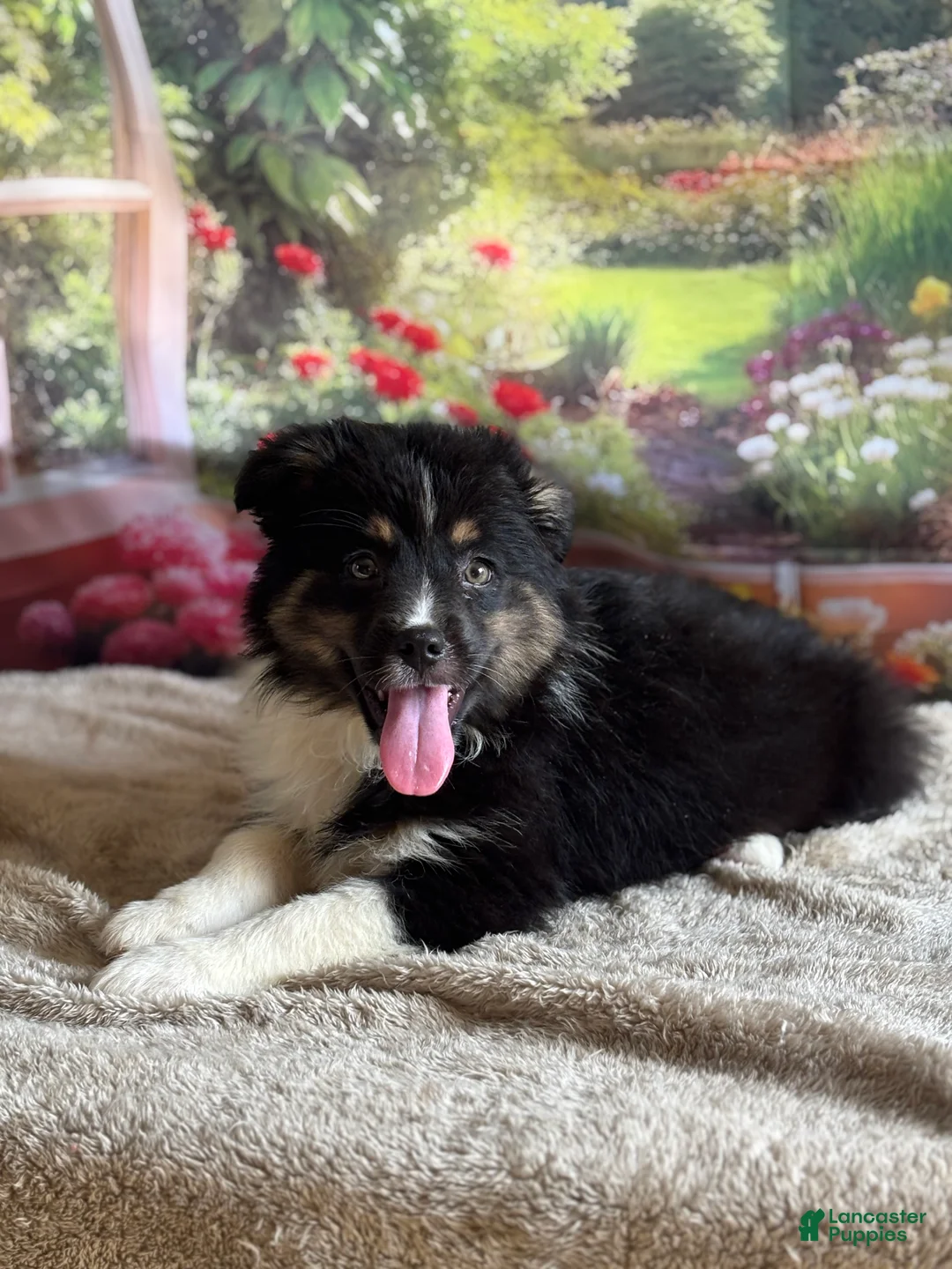 Australian Shepherd dogs for sale: Tina - Ad 3
