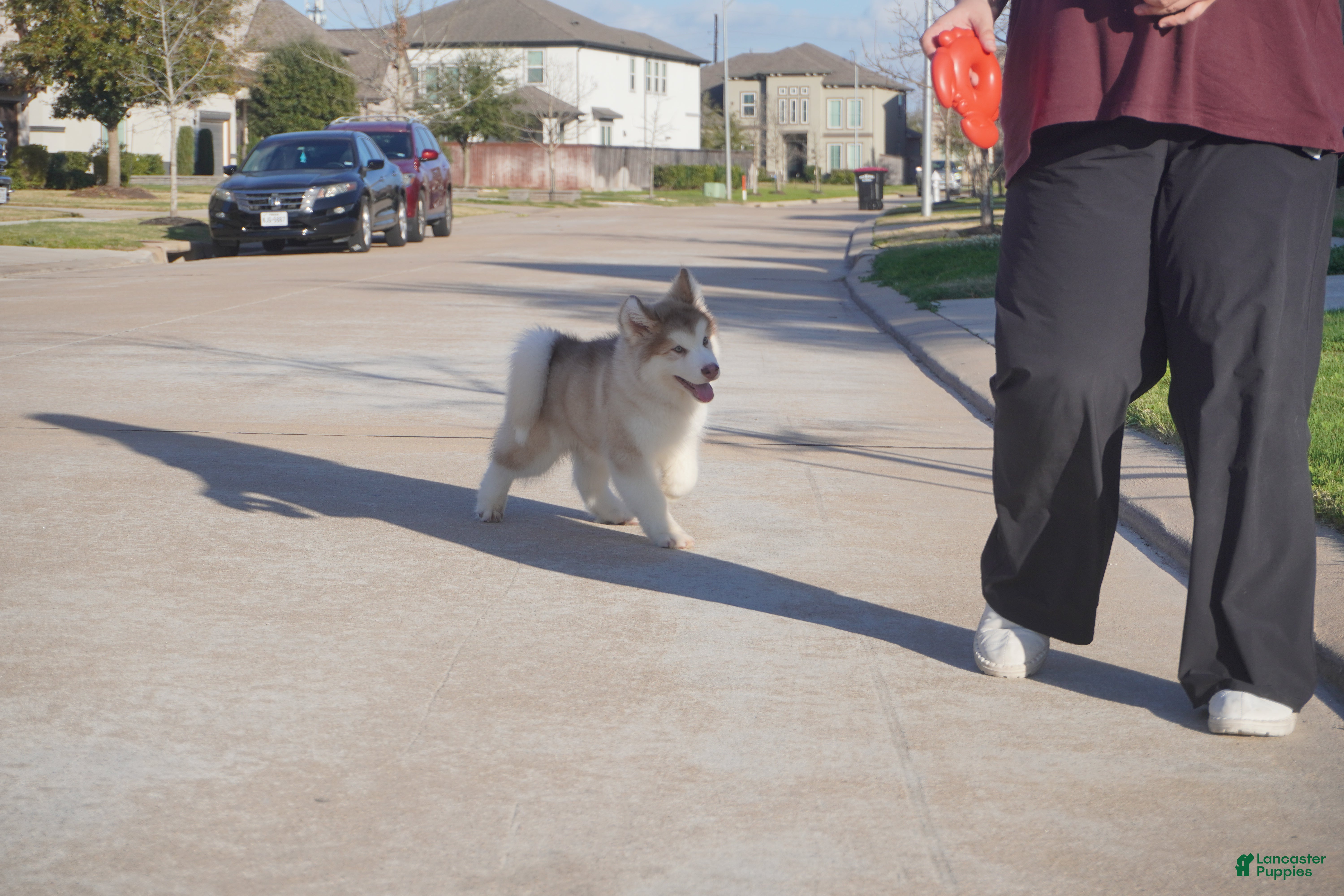 Alaskan Malamute dogs Apple - Ad 1