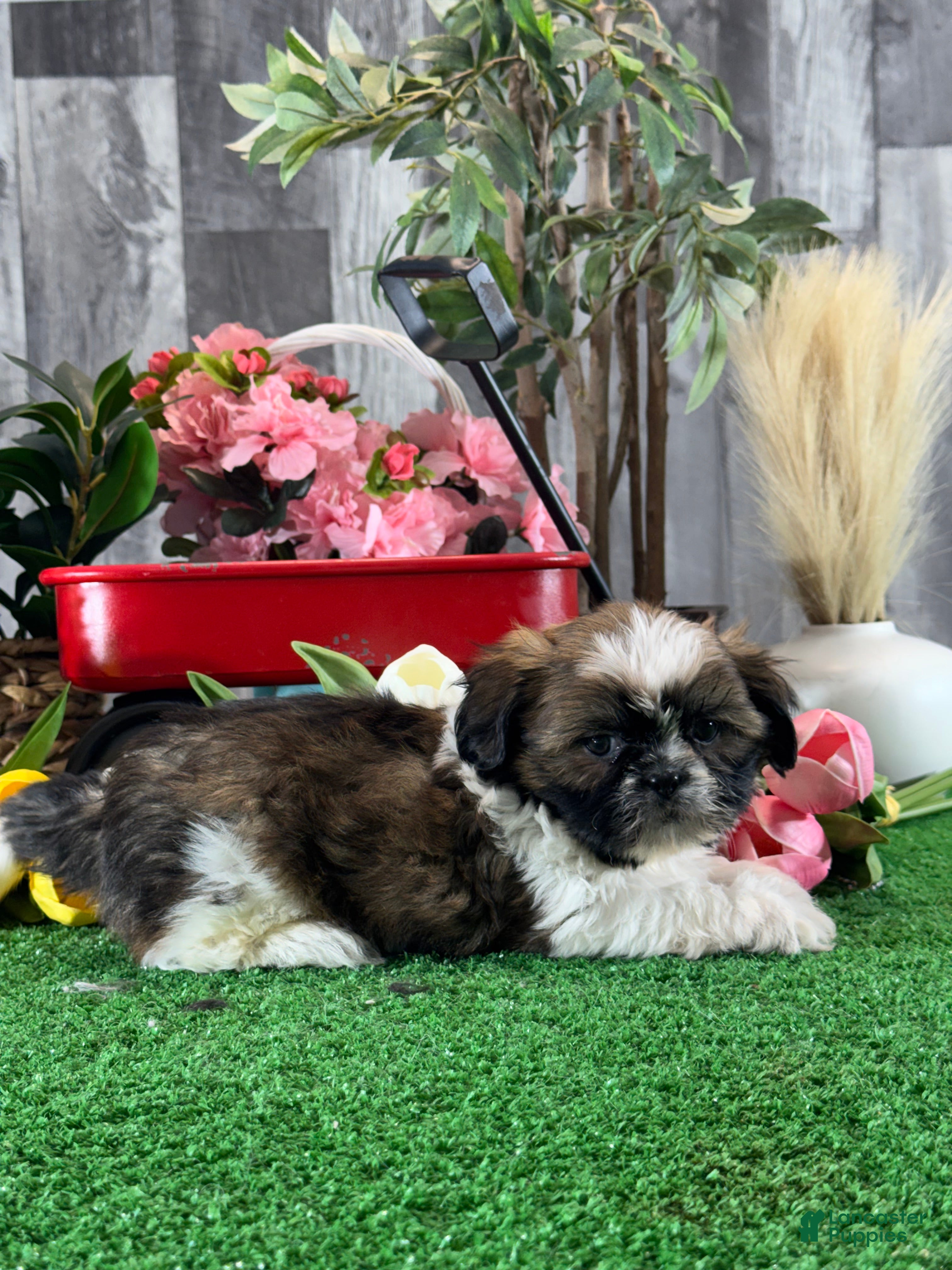 Shih Tzu dogs for sale: Siri  - Ad 5