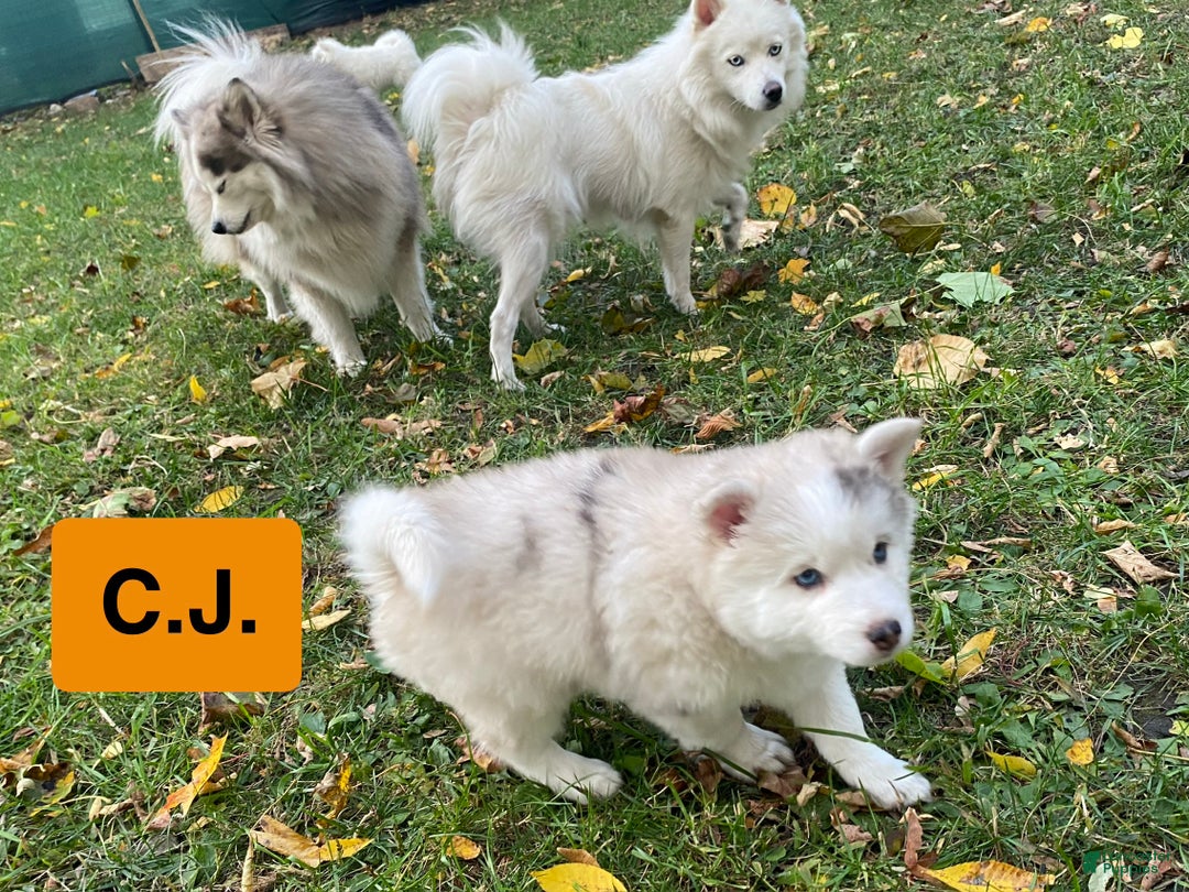 Pomsky dogs for sale: CJ “Caramel Jr” - Ad 9