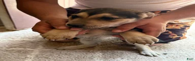 Puppy 7