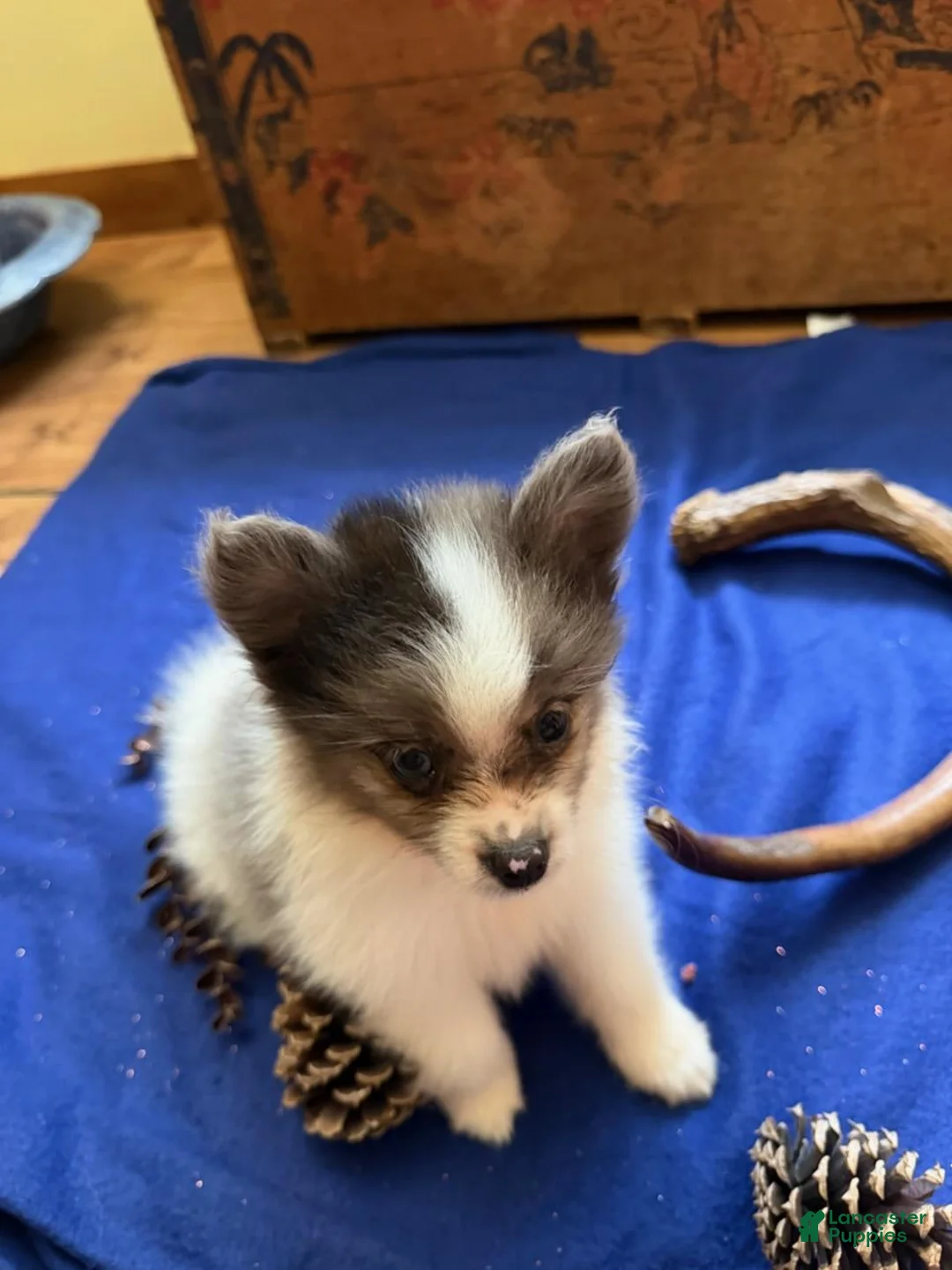 Pomeranian dogs for sale: Pomeranian 2 kendall - Ad 5