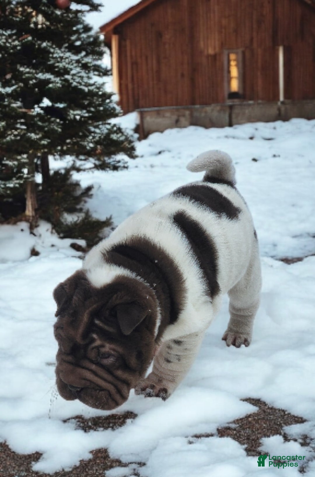 Shar Pei dogs for sale: Chucky chocolate flower mini  - Ad 6