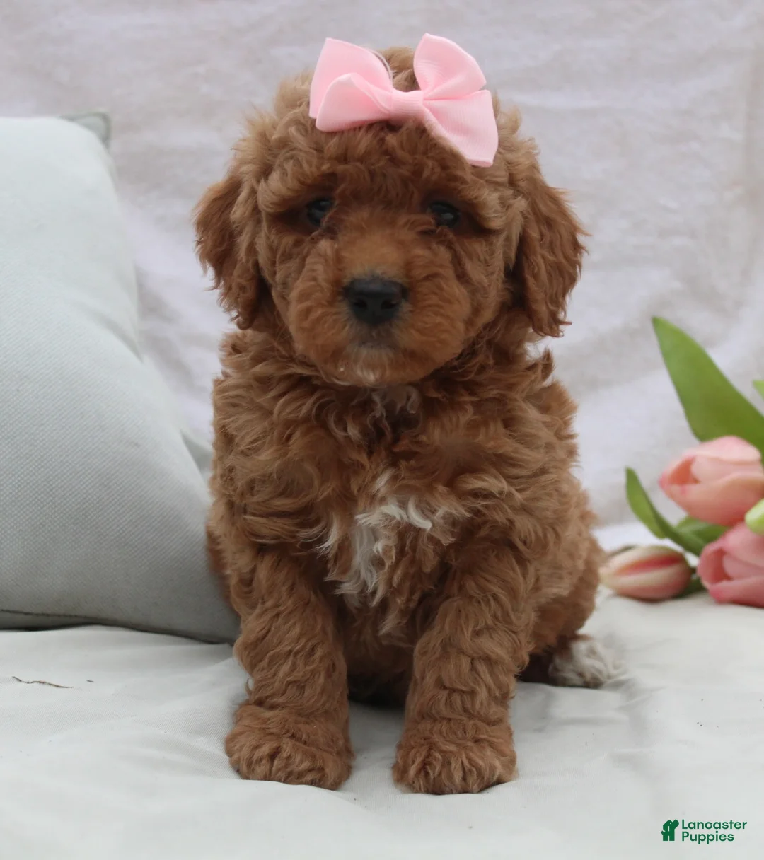 Mini Goldendoodle dogs for sale: Remi - Ad 2