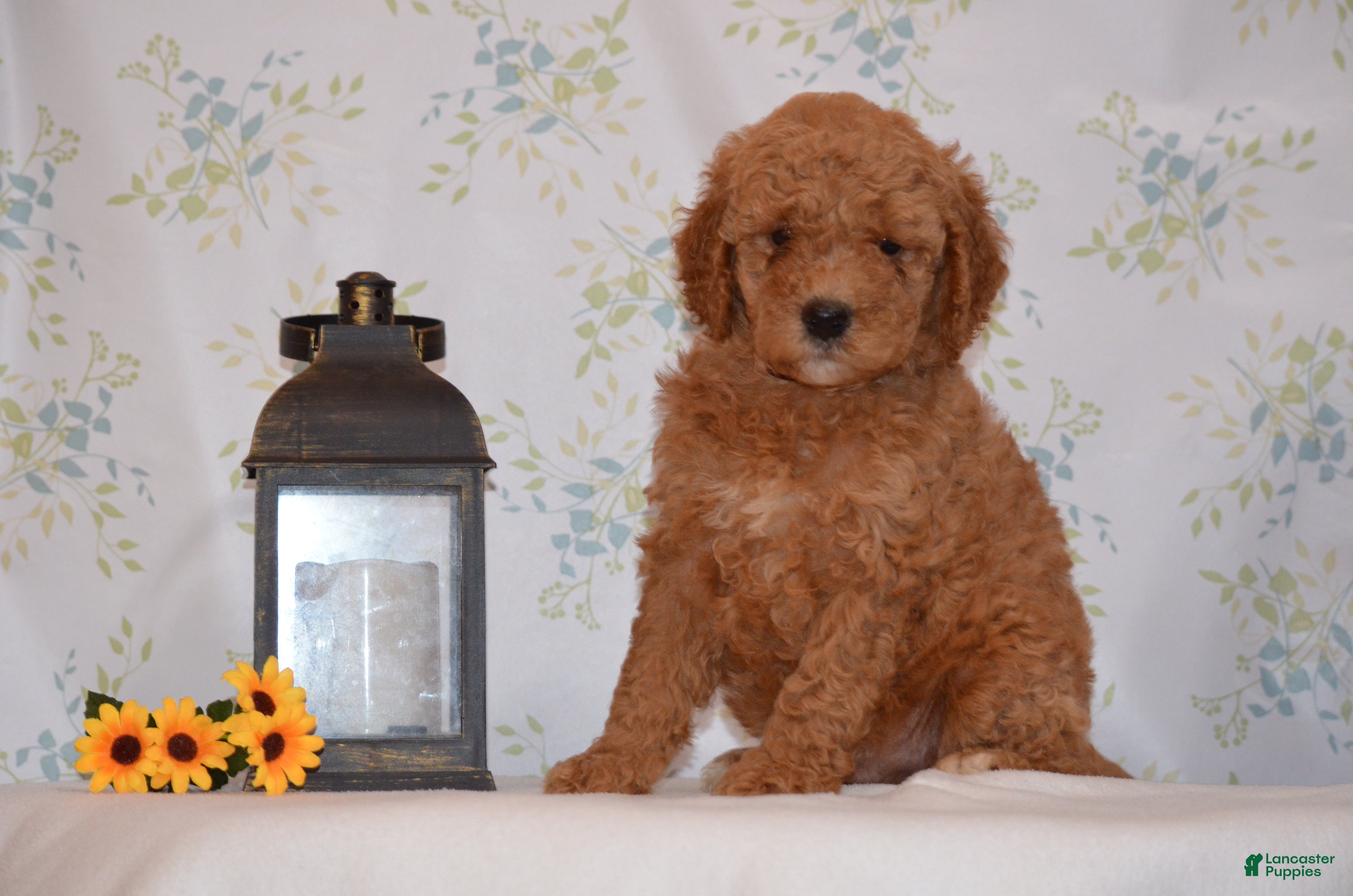 Mini Goldendoodle dogs Arto  - Ad 1
