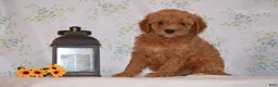 Mini Goldendoodle dogs for sale: Arto  - Ad 1