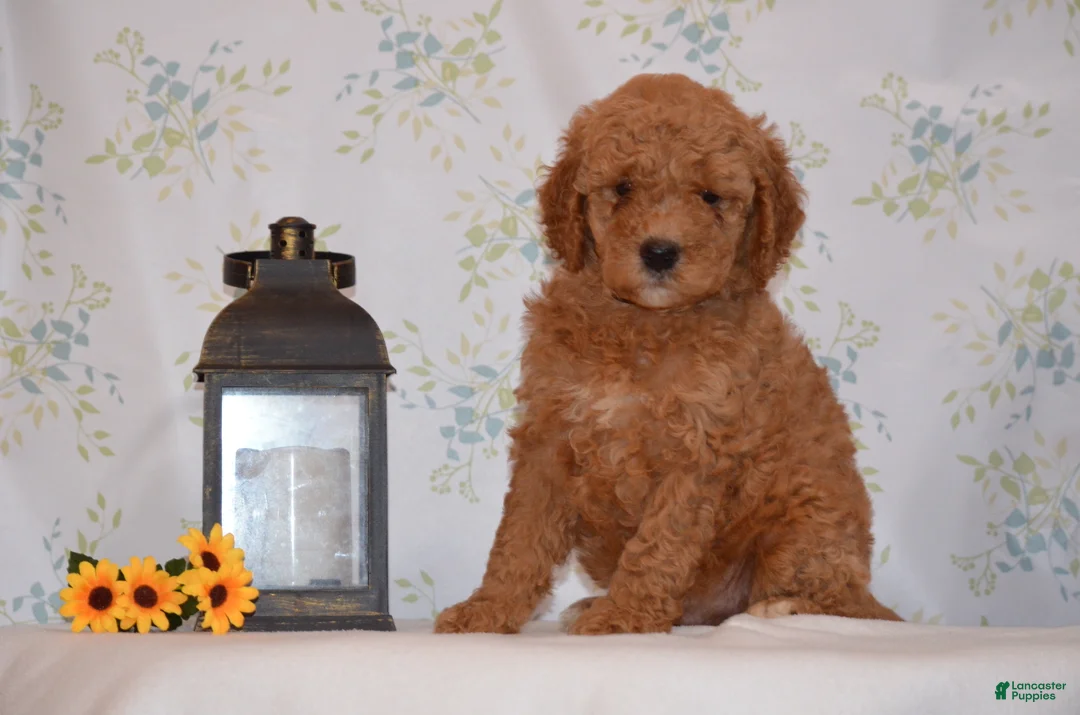 Mini Goldendoodle dogs for sale: Arto  - Ad 1