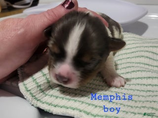 Yorkshire Terrier dogs - Ad 12