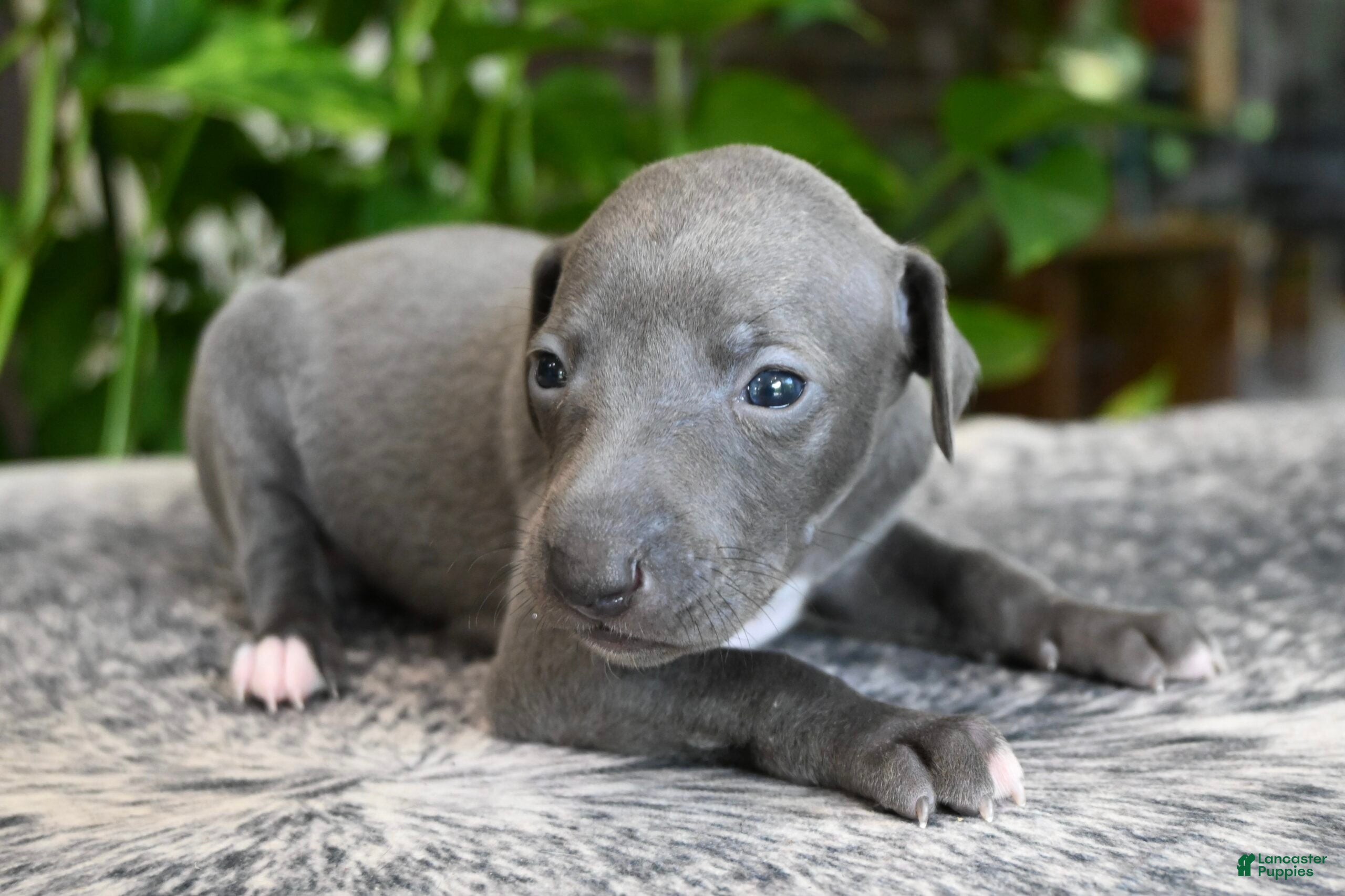 Italian Greyhound dogs Rae - Ad 1