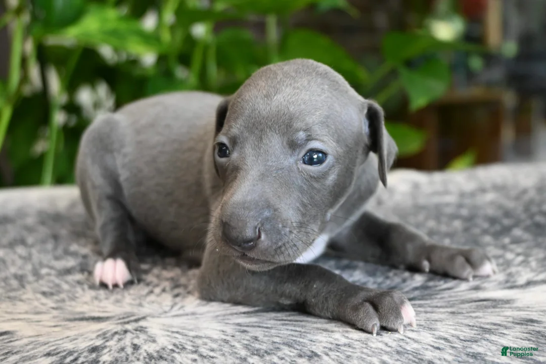 Italian Greyhound dogs for sale: Rae - Ad 1