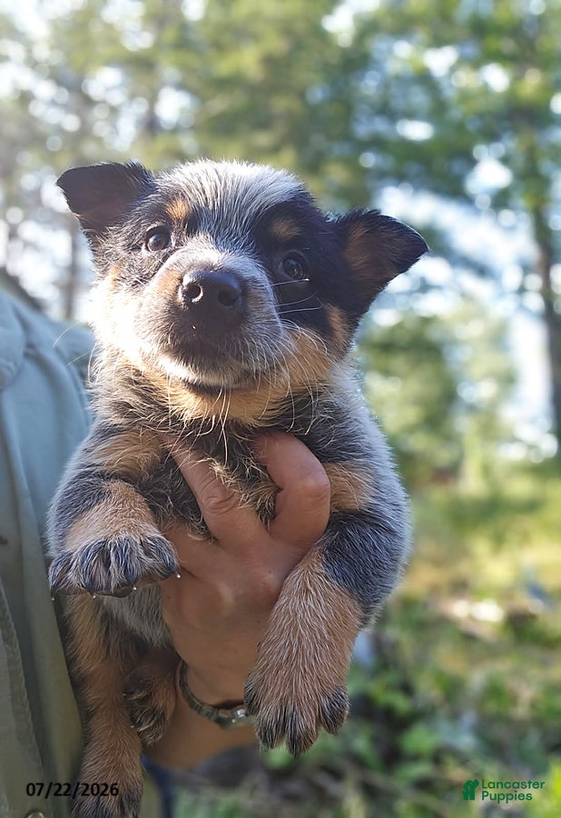 Australian Cattle Dog dogs Riley - Ad 1