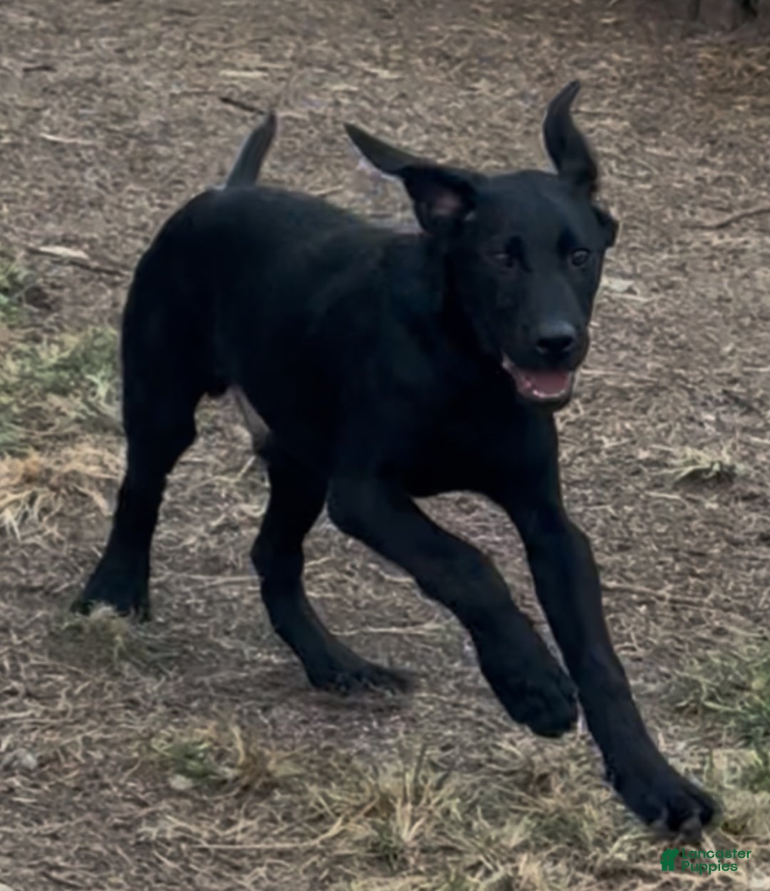 Labrador Retriever dogs for sale: Labrador Retriever Puppy 1 - Ad 3