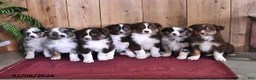 Australian Shepherd dogs for sale: Captain - Ad 3