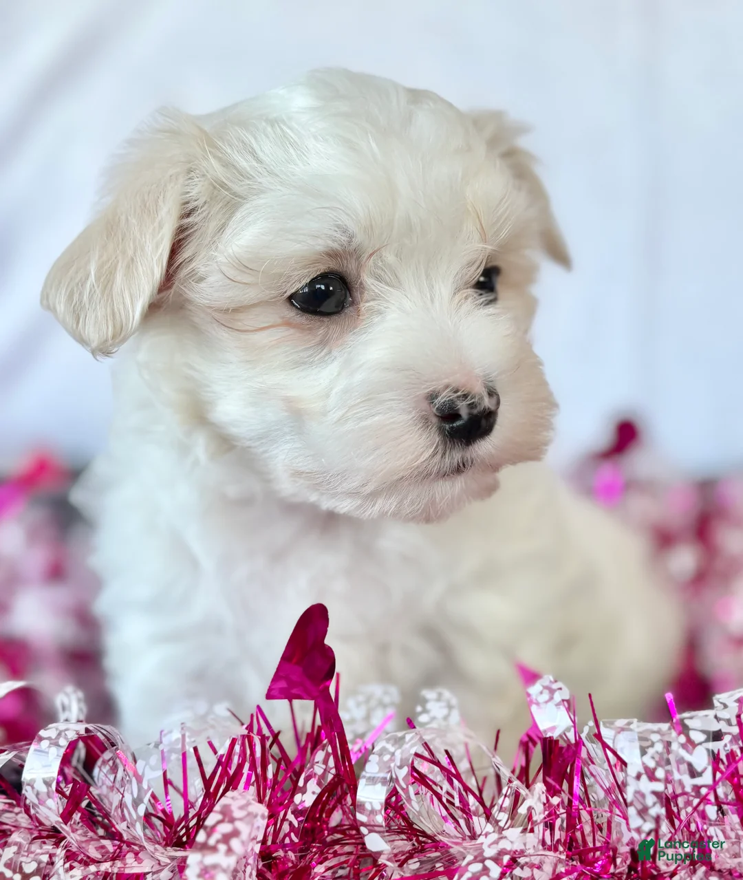Maltese dogs for sale: Cody - Ad 10