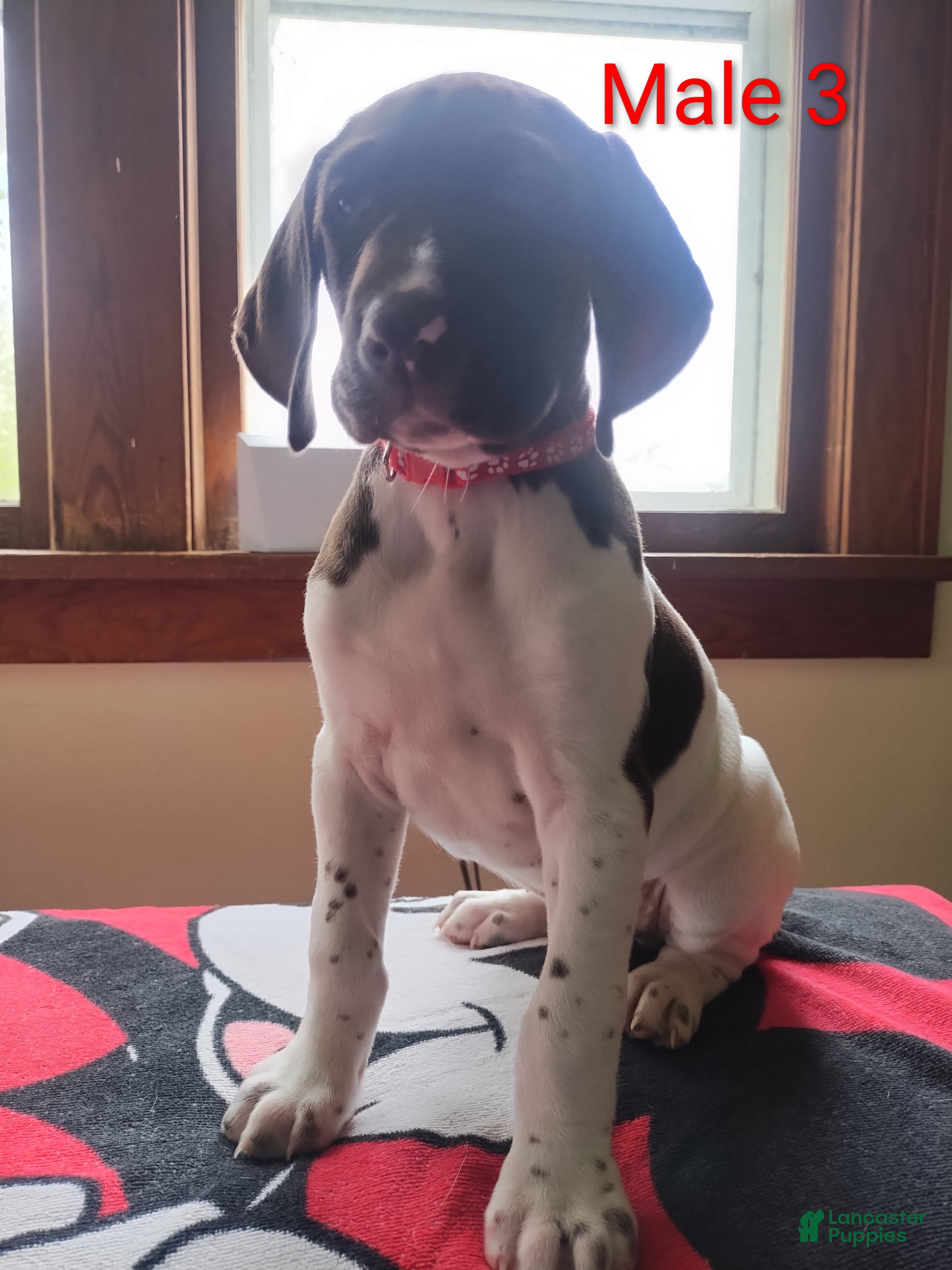 German Shorthaired Pointer dogs German Shorthaired Pointer Puppy 3 - Ad 10