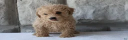 Bichpoo dogs for sale: Buddy - Ad 3