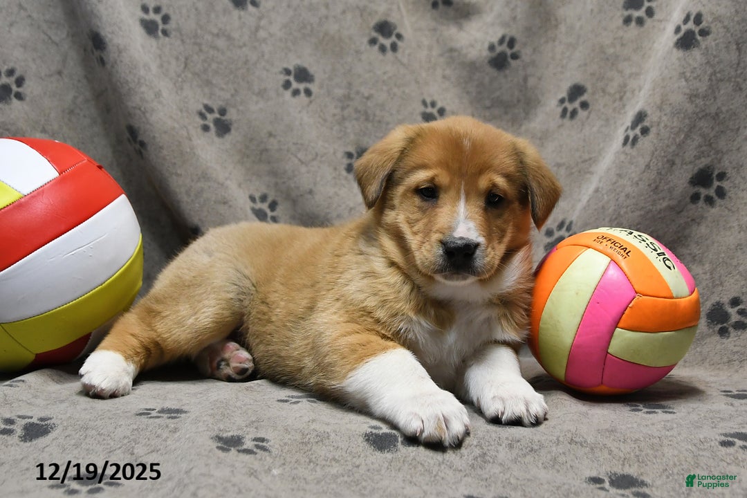 Mixed Breed dogs for sale: Kenzo - Ad 3