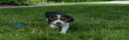 Beagle dogs for sale: 💕Millie Mae 🐶 - Ad 3