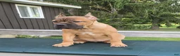 Cane Corso dogs for sale: Sonya - Ad 3