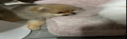 Pomeranian dogs for sale: Pomeranian Puppy 3 - Ad 4