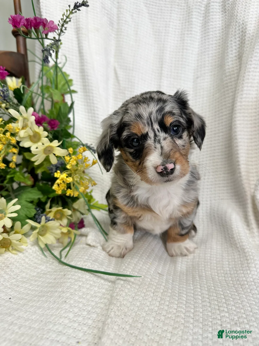 Miniature Dachshund dogs for sale: Jenny - Ad 1