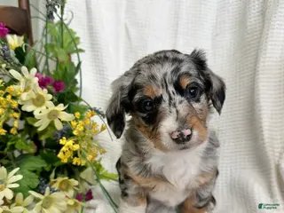 Miniature Dachshund dogs for sale: Jenny - Ad 1