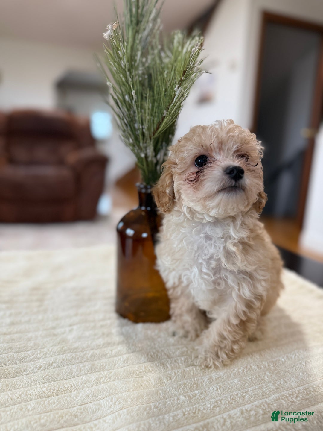 Maltipoo dogs for sale: Oden - Ad 6