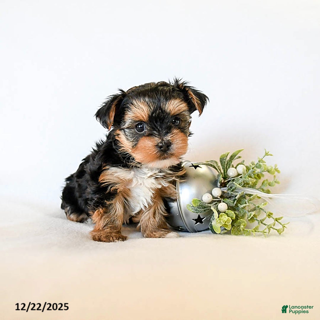 Yorkshire Terrier dogs for sale: Judy - Ad 4