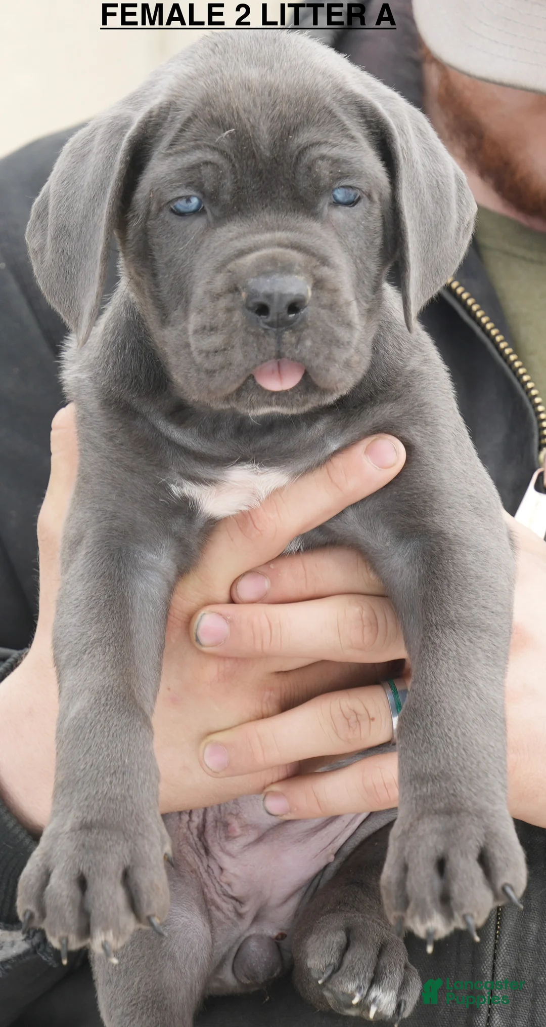 Cane Corso dogs for sale: Female 2 Litter A - Ad 1