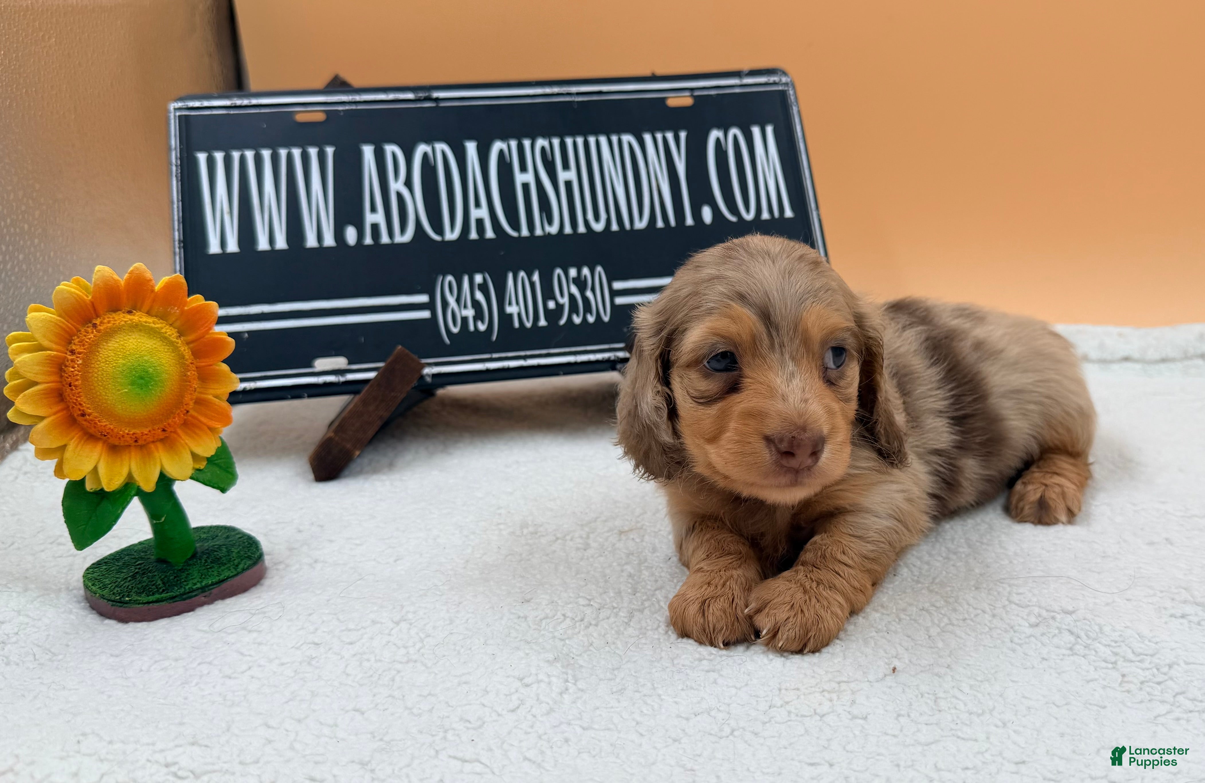 Miniature Dachshund dogs Russian dapple AKC girl - Ad 10
