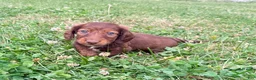 Miniature Dachshund dogs for sale: Handsome - Ad 1