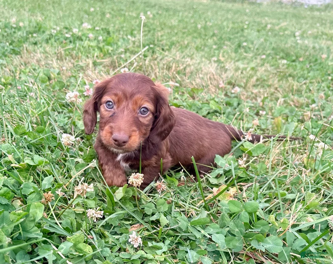 Miniature Dachshund dogs for sale: Handsome - Ad 1