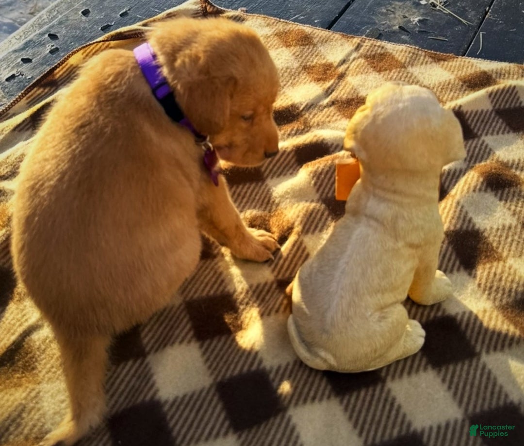 Labrador Retriever dogs for sale: Labrador Retriever Puppy 1 - Ad 7