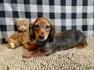 Miniature Dachshund dogs Tom - Ad 1