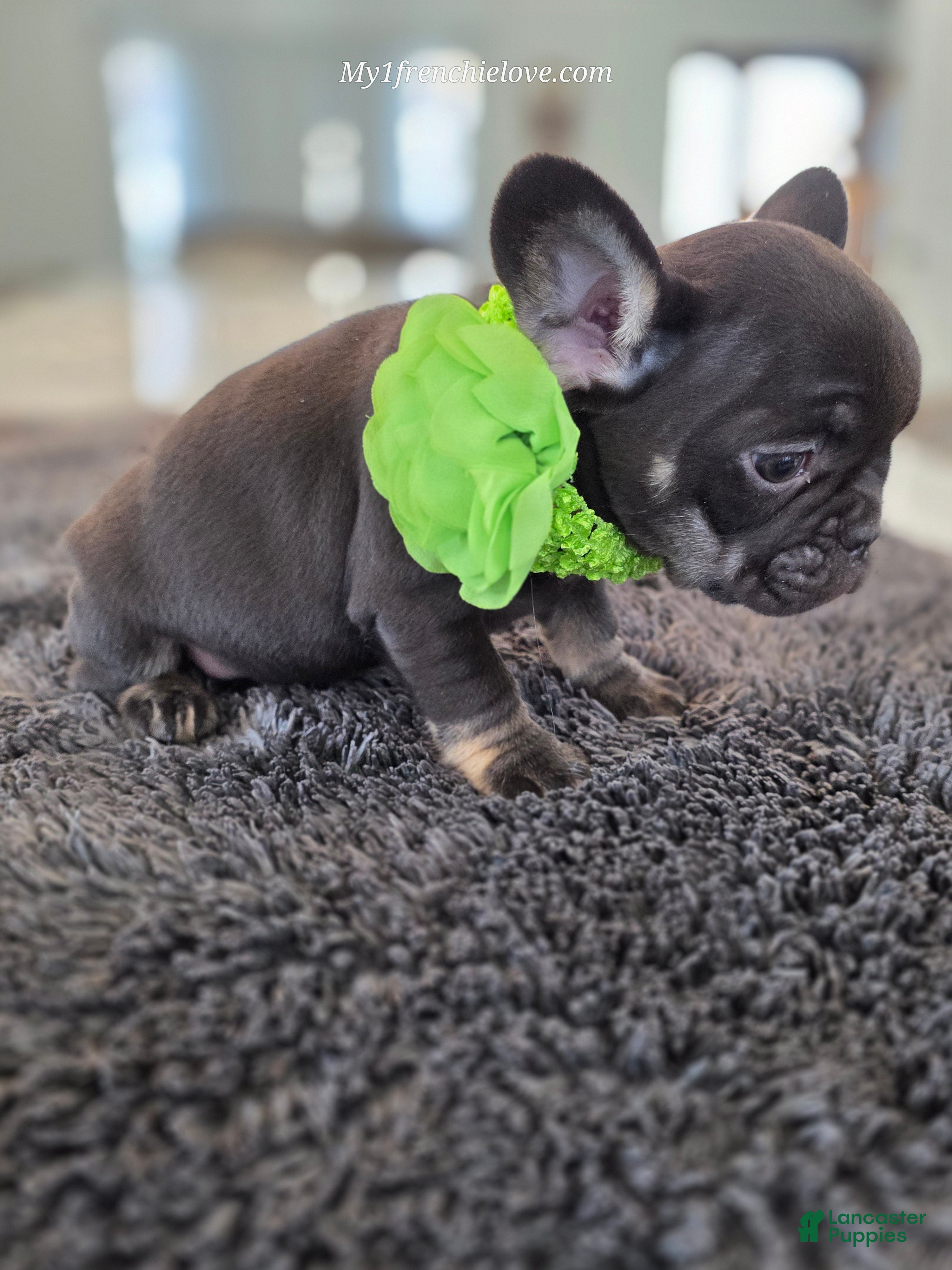 French Bulldog dogs Sissy - Ad 2